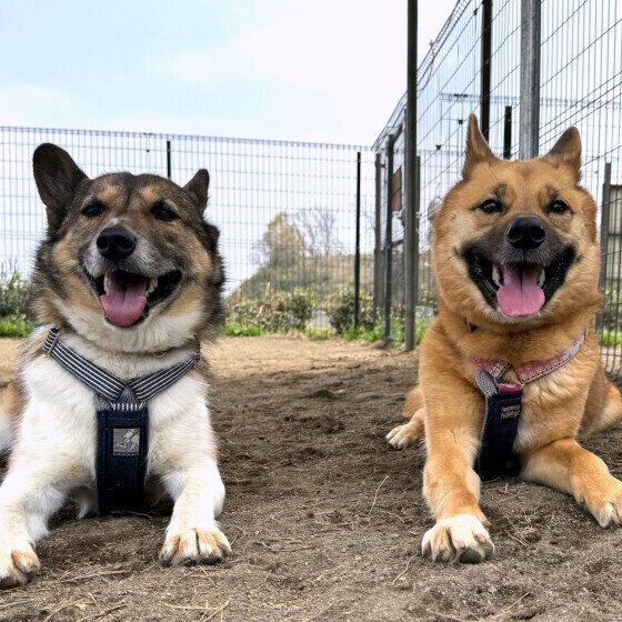 ドッグランで笑顔の2ワン
