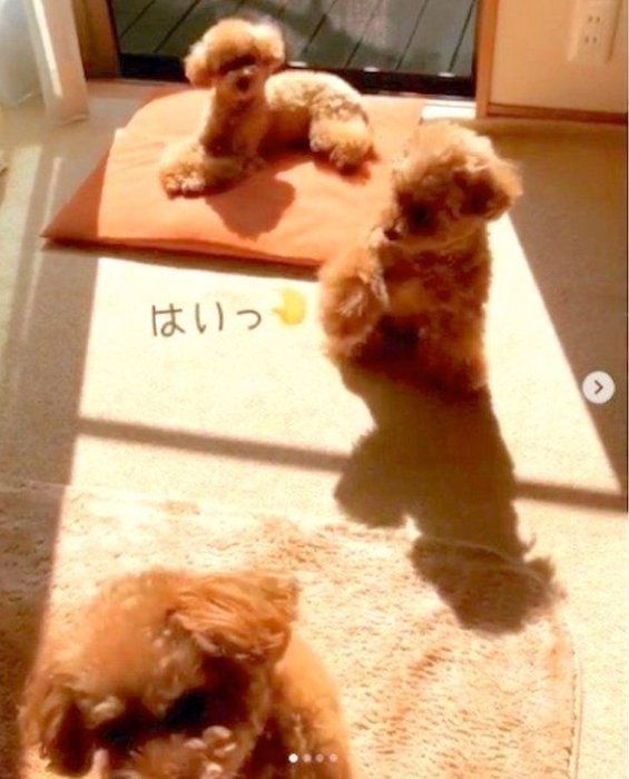 お返事できるトイ・プードル
