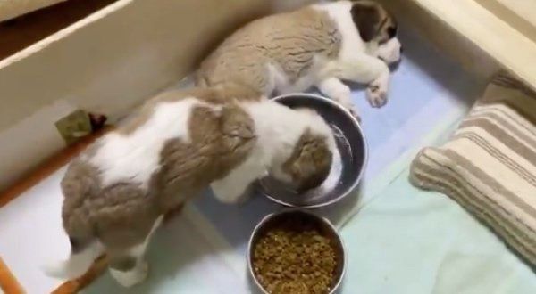 お水を飲むワンコ