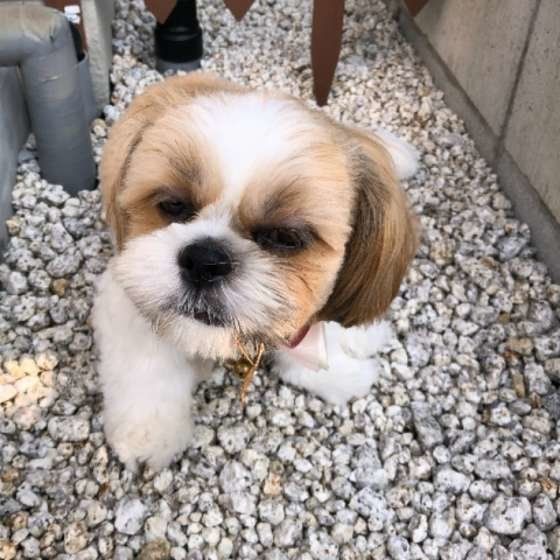シー・ズーのめろんちゃん