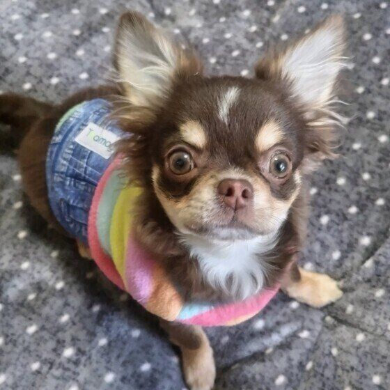 じっと見つめてくるチワワ