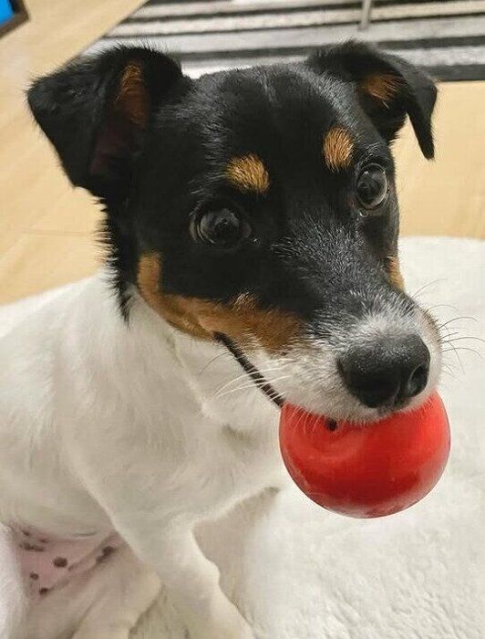 おもちゃで遊ぶジャックラッセルテリア