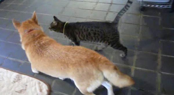 柴犬と猫