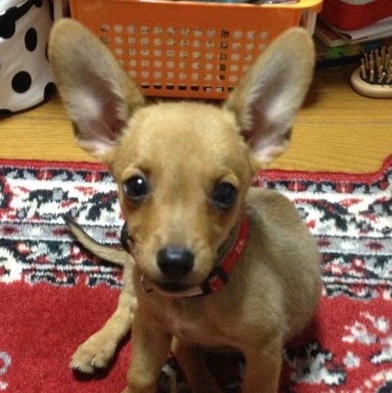 見つめる犬