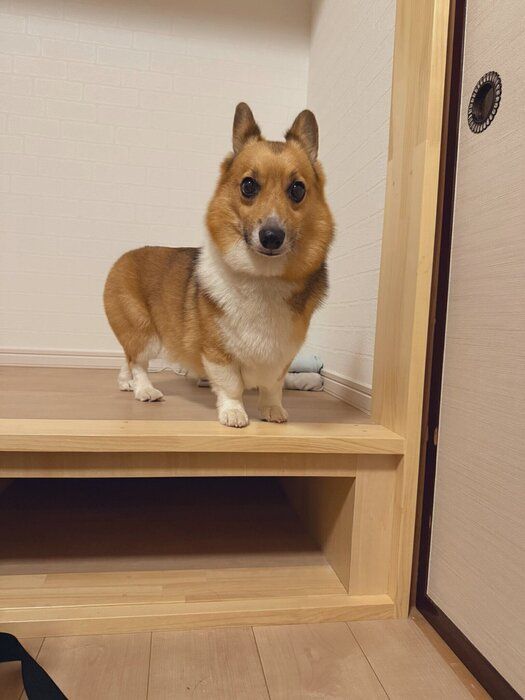 小上がりの段差の上で降りられなくなってしまったちろるくん