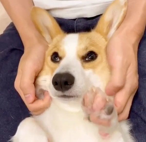 パパにマッサージされるコーギー