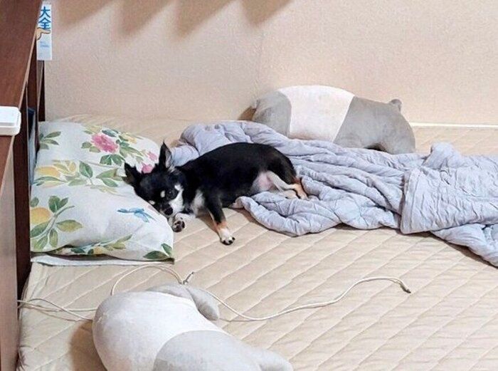 のびのびくつろぐみつ子ちゃん