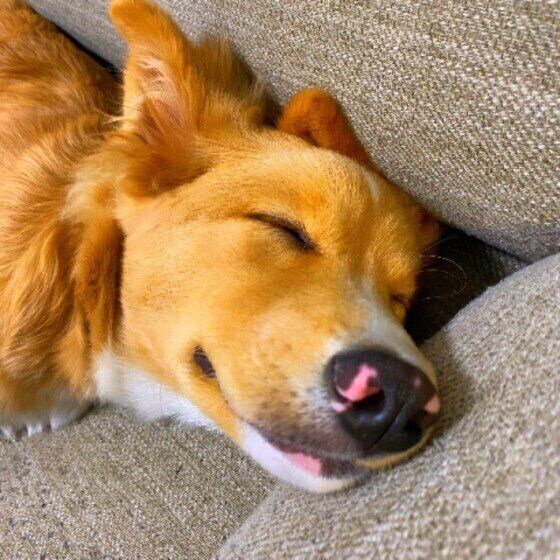 眠るMix犬