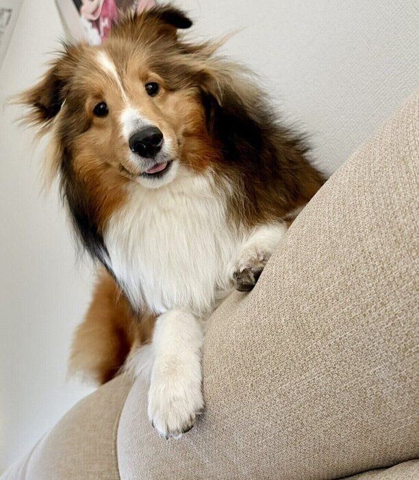 ���ե��ξ夫������礵��򸫤Ĥ�뤭�ʤ������