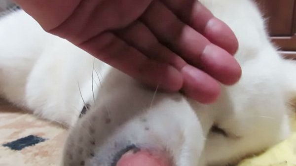 眠る秋田犬