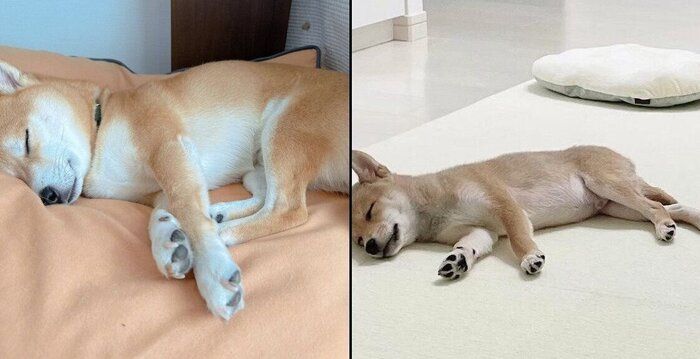 寝顔が変わらないおかかくん