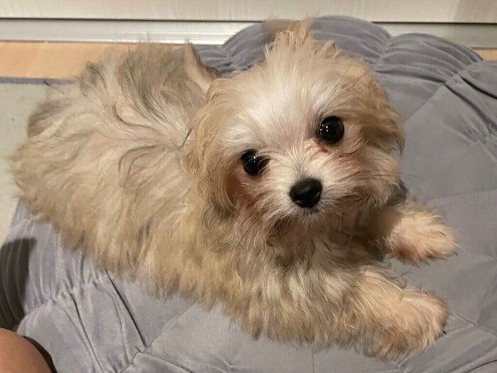 お迎えしたばかりのころのめろ子ちゃん