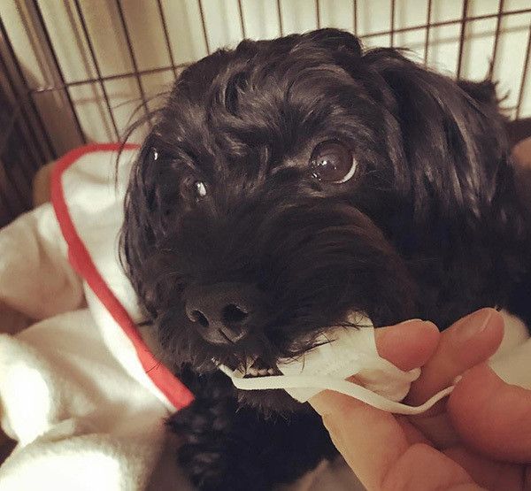 イタズラする犬