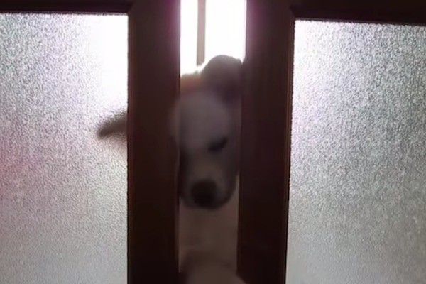 秋田犬