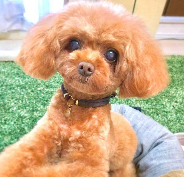元繁殖犬・トイ・プードルのニコちゃん