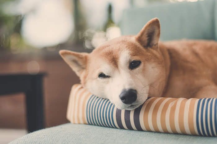 柴犬