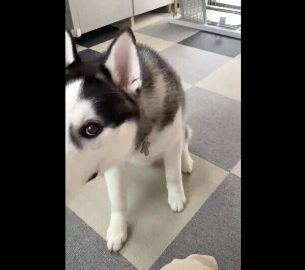 飼い主さんに甘えるシルバくん