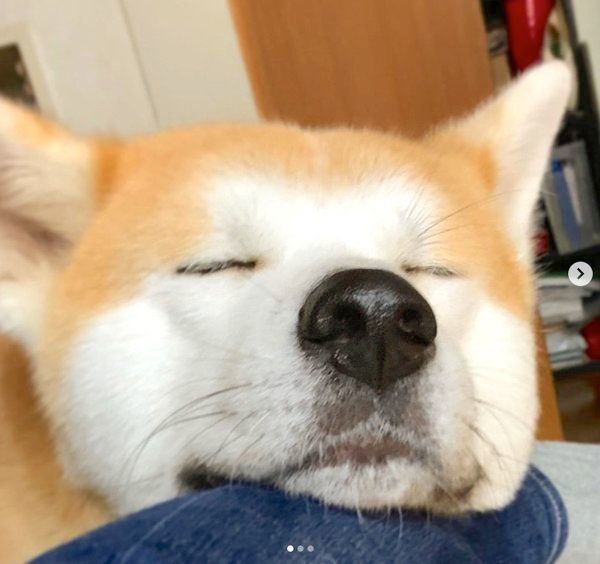 アゴ乗せするジロウちゃん