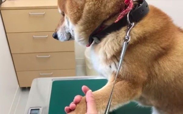 柴犬