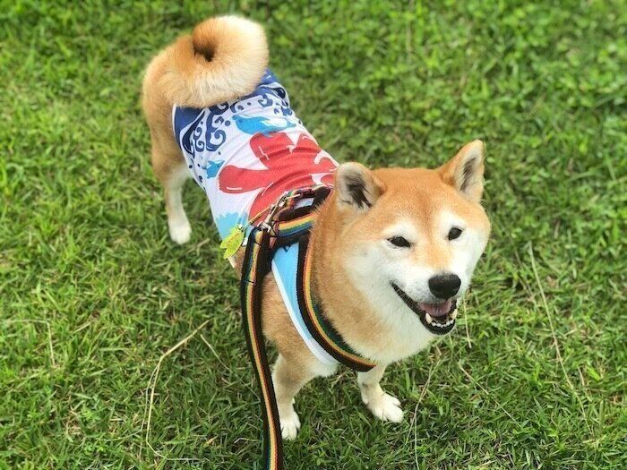 浮き輪柴犬♡夏 浮き輪柴犬♡夏