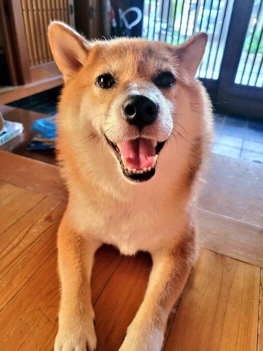 3才頃のりんちゃん