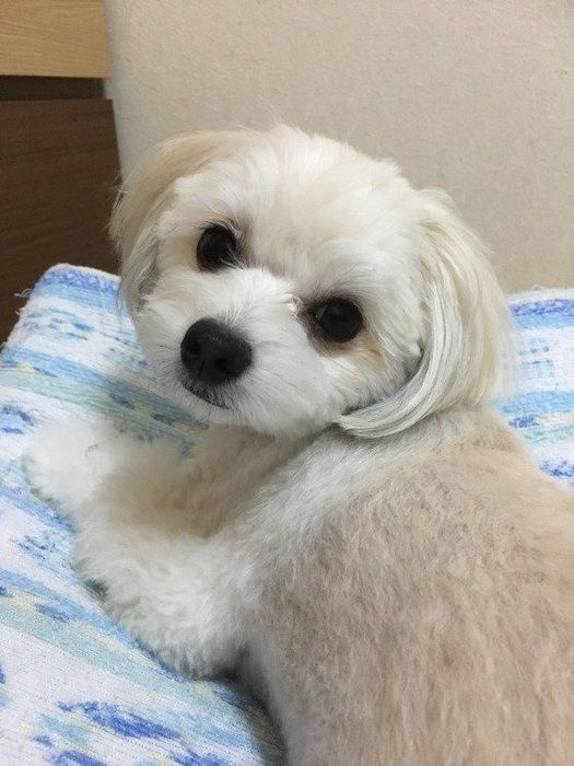 MIXのプリンちゃん