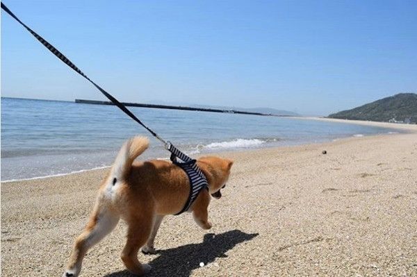柴犬