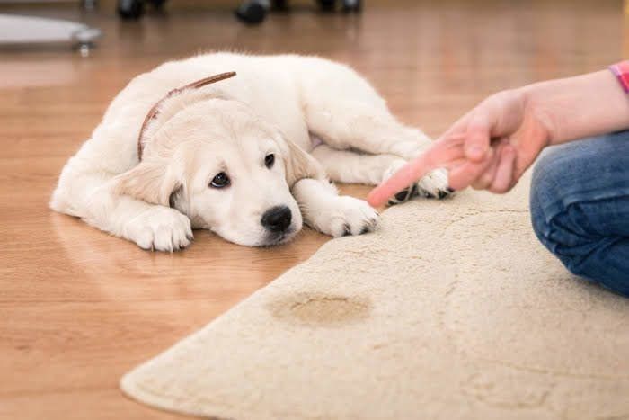叱られる犬
