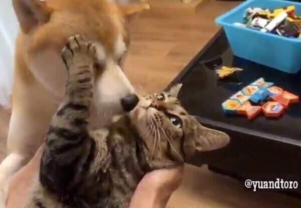 飼い主さんに抱えられるとろくんと、とろくんが気になるゆうくん