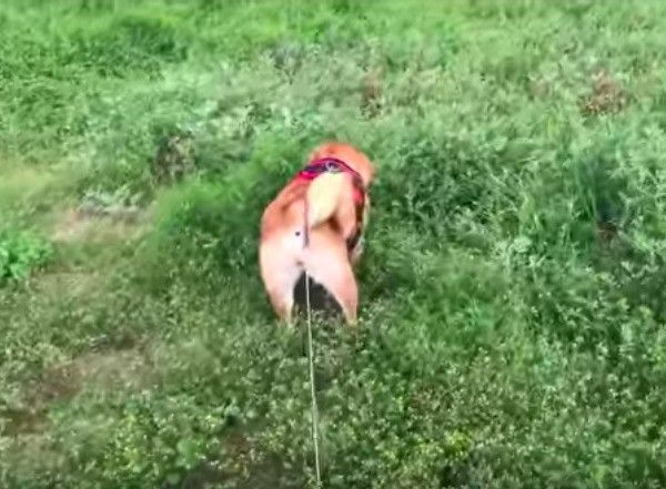 柴犬