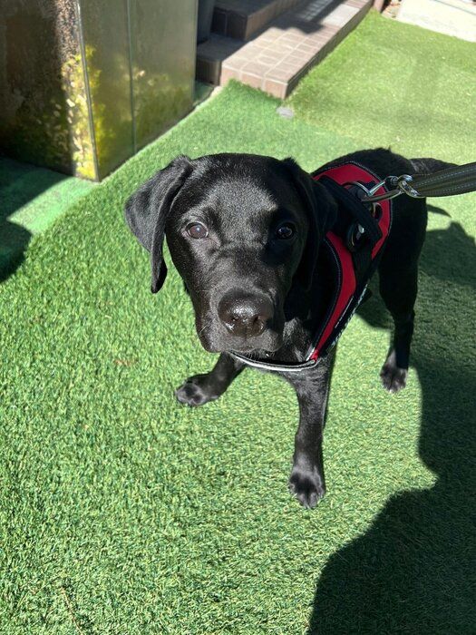 お散歩デビューを果たしたバッカスくん