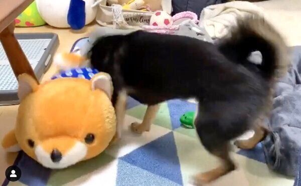 柴犬のぬいぐるみで遊ぶあずきちゃん