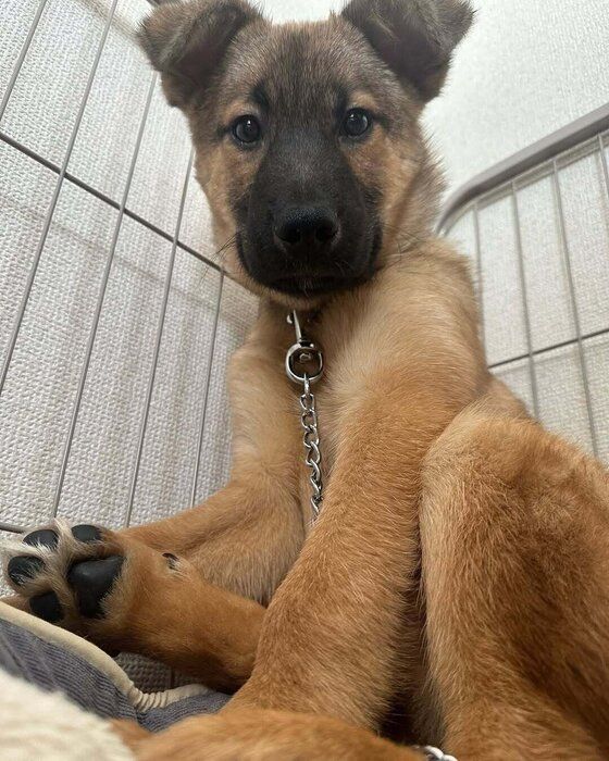 人がいると震えてしまう怖がりな元保護子犬を迎えもうすぐ1才に。ペットカメラに写った先住猫と遊ぶ姿にホッコリする