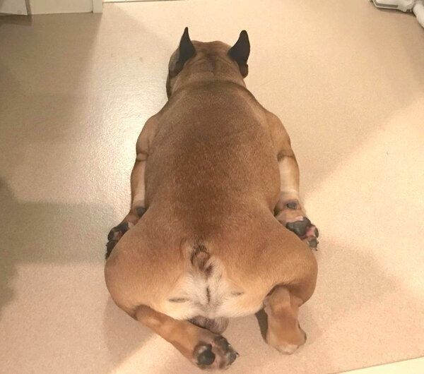 驚きの体勢で寝落ちするガルムくん