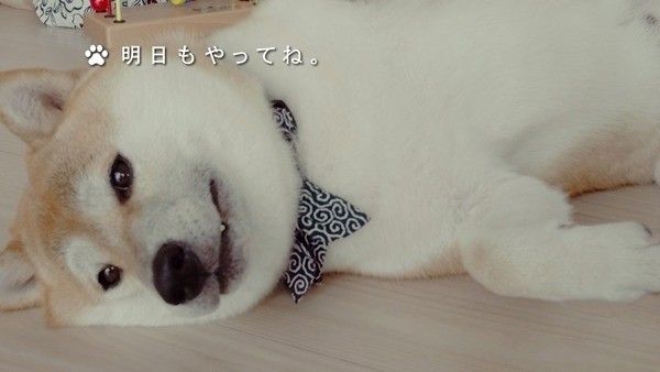 明日もやってね。 いぬのきもちCM