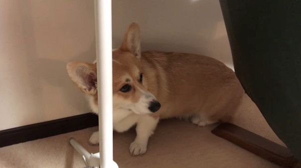 くしゃみ