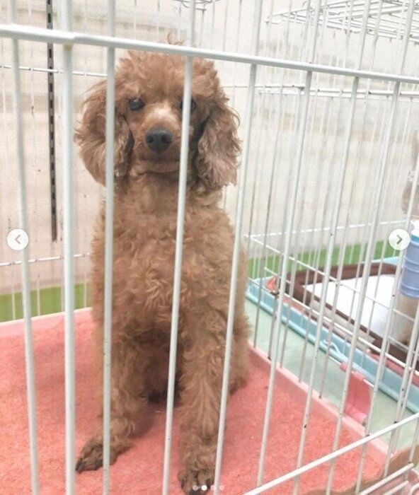 ケージの中で無表情で座るぐらちゃん