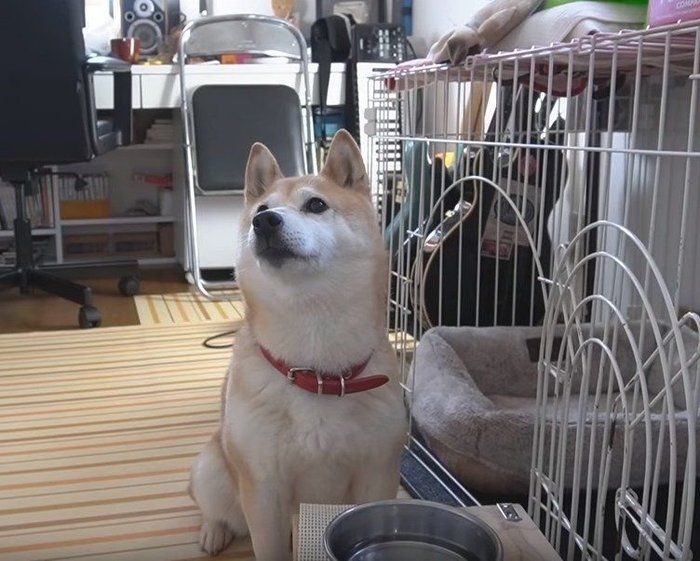 ご飯を待つ犬