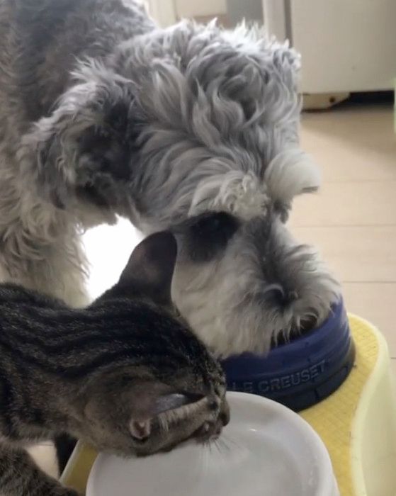 猫と一緒にゴハンを食べる犬