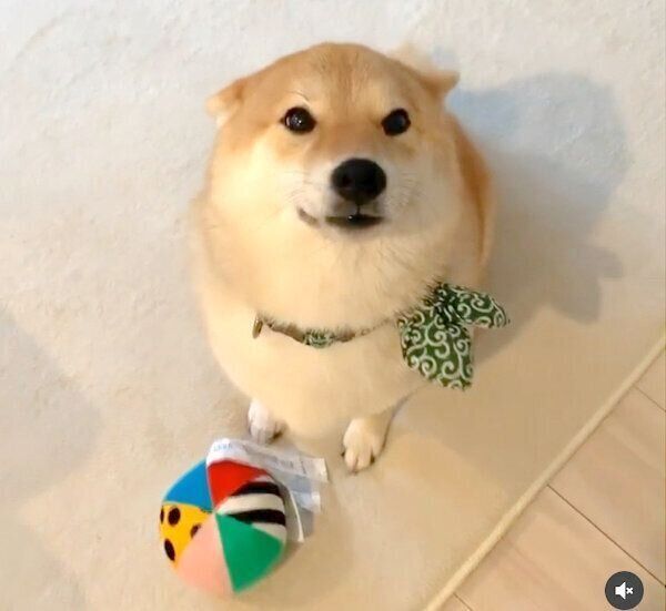 飛行機耳で飼い主さんの帰宅を大歓迎する味噌ちゃん