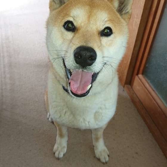 笑顔を見せる柴犬