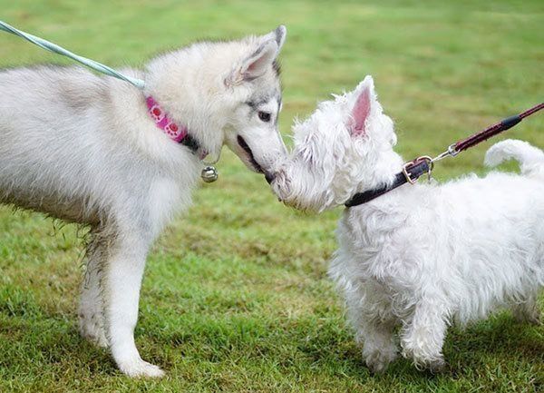 散歩する犬
