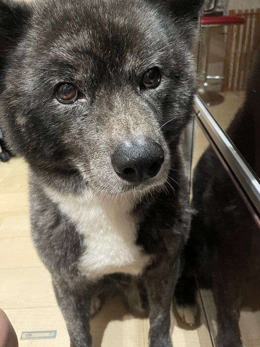 至近距離で飼い主さんを見つめる蓮人くん