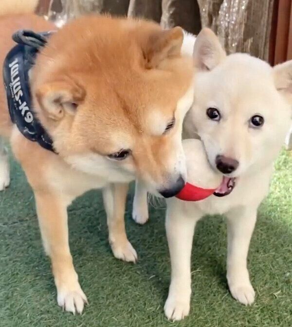 遊んでいるモチ代さんと豆千代くん
