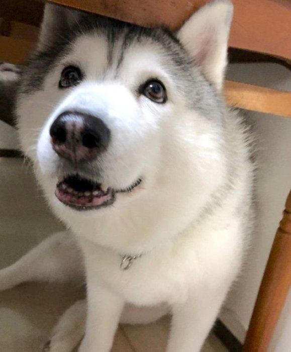 お目めをキラキラさせるシルビアちゃん