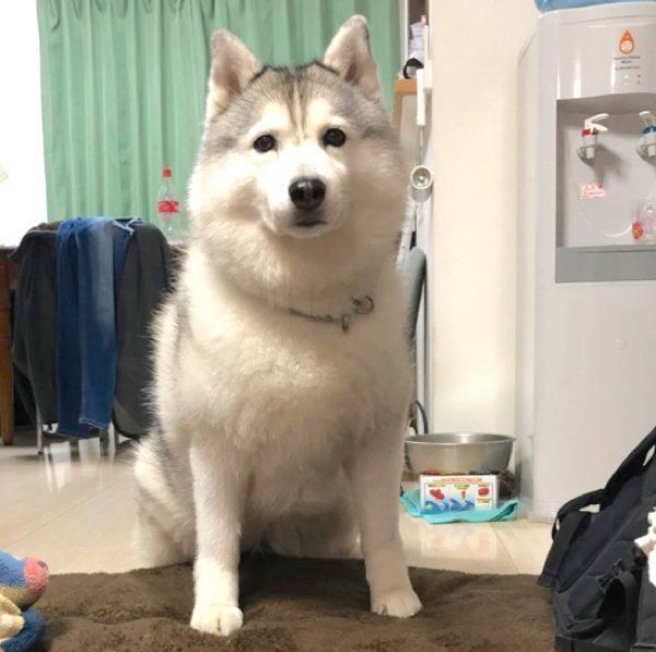 ドシッとかまえるシルビアちゃん