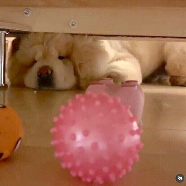 ボールを取ろうとするくり蔵くん