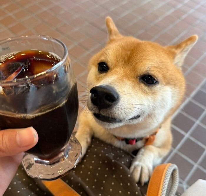 カフェで興味津々な様子のゴンくん