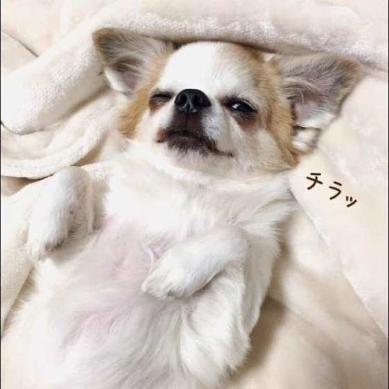 チワワのもんたろーちゃん