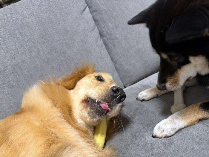 仲良くカミカミする2頭